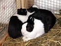 Heimtiermesse 2009   089